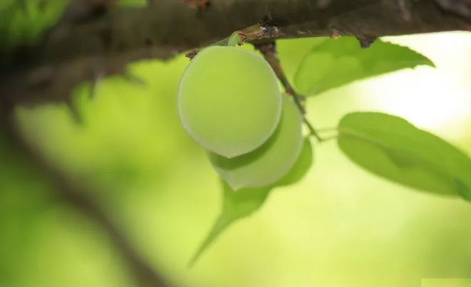 小山榴花照眼明,青梅自堕时有声.宋-陆游即事南奏钟陵道,无因似昔年.